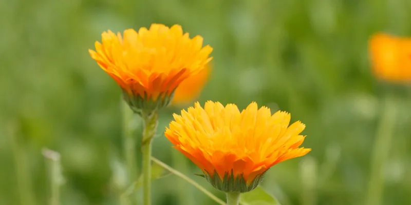 Cosmetica de caléndula de Gabrasrosa, Francia | Crowdfarming: adopta un  huerto de caléndulas