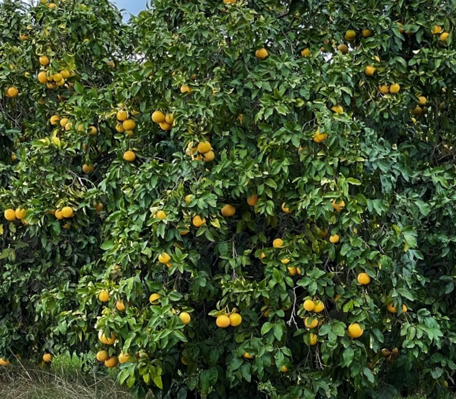 Pomelos de Corse BIO de Domaines De La Taste, France CrowdFarming