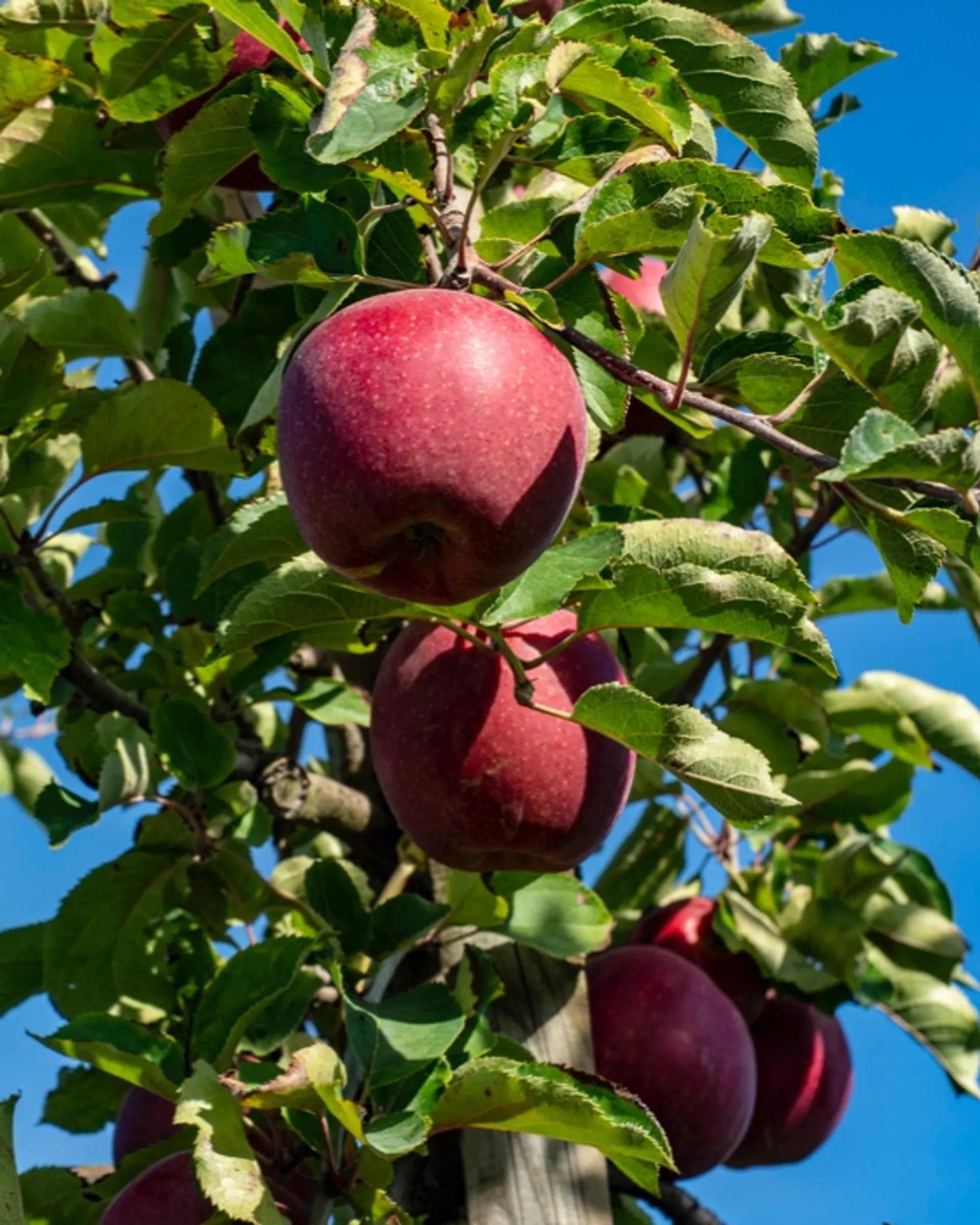 Organic Red Delicious Apples Biosüdtirol - Organic apples from South Tyrol