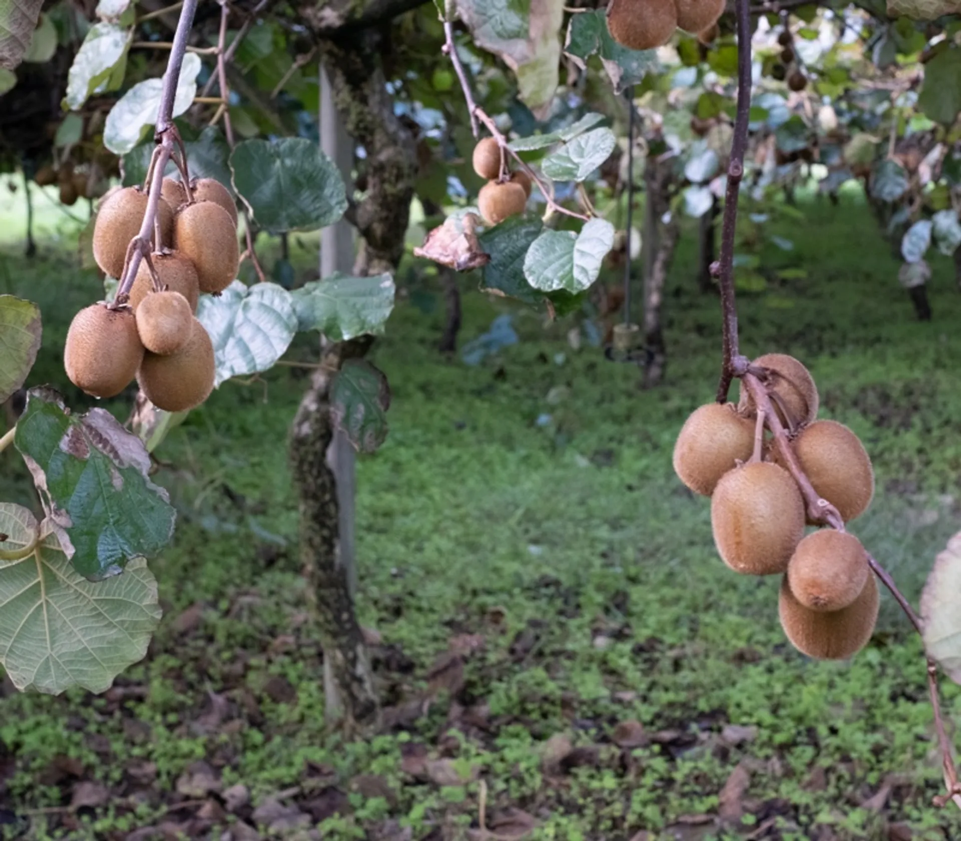Gelbe BioKiwis von Cooperativa I Frutti del Sole, Italien