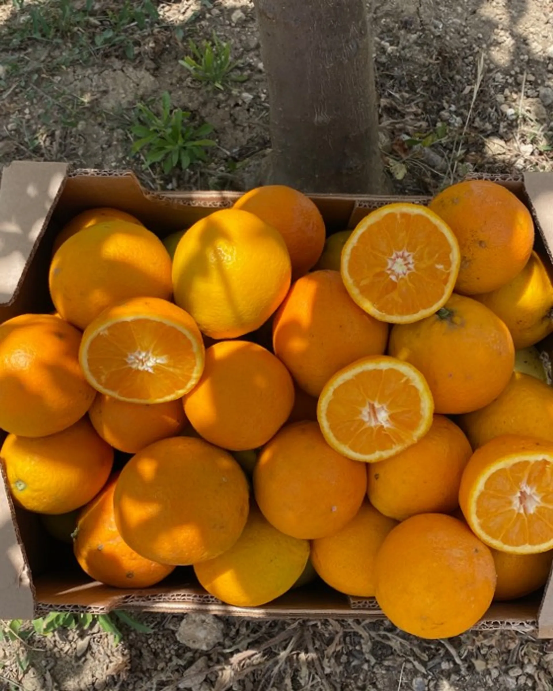 Organic oranges from Oroverde, Italy CrowdFarming farm fresh fruits