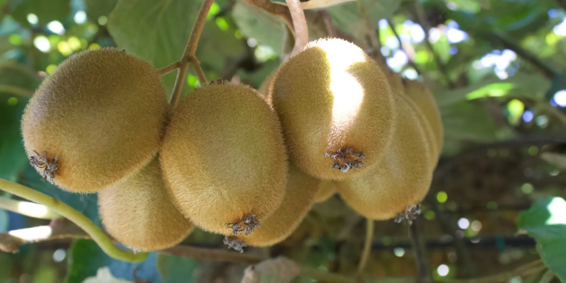 Kiwi rojo ecológico de Quinta dos Reis, Portugal | CrowdFarming: adopta ...