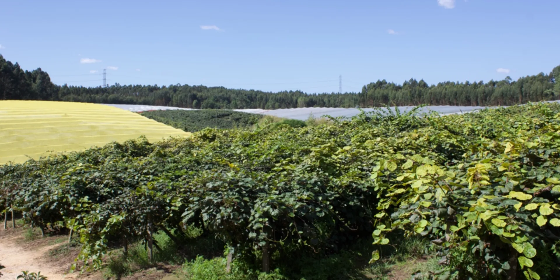 Kiwi rojo ecológico de Quinta dos Reis, Portugal | CrowdFarming: adopta ...