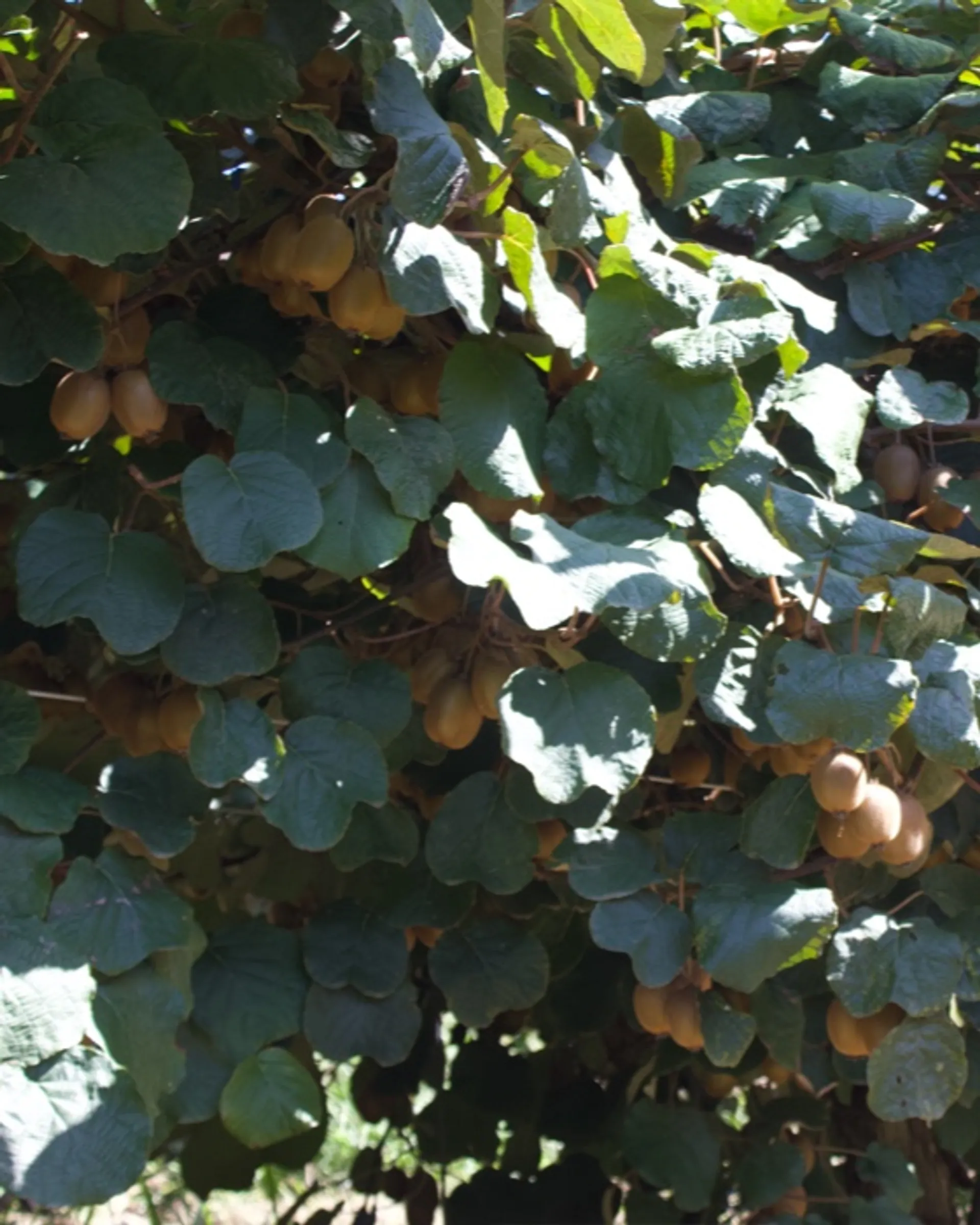 Rote BioKiwis von Quinta dos Reis, Portugal CrowdFarming Saisonales