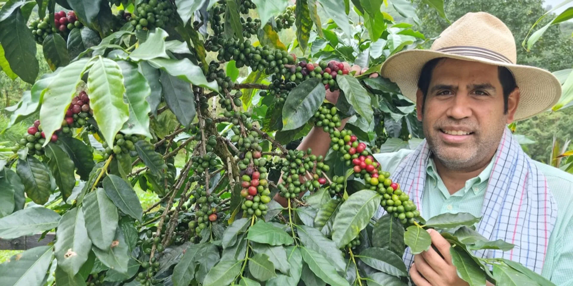Café grain a moudre plantation