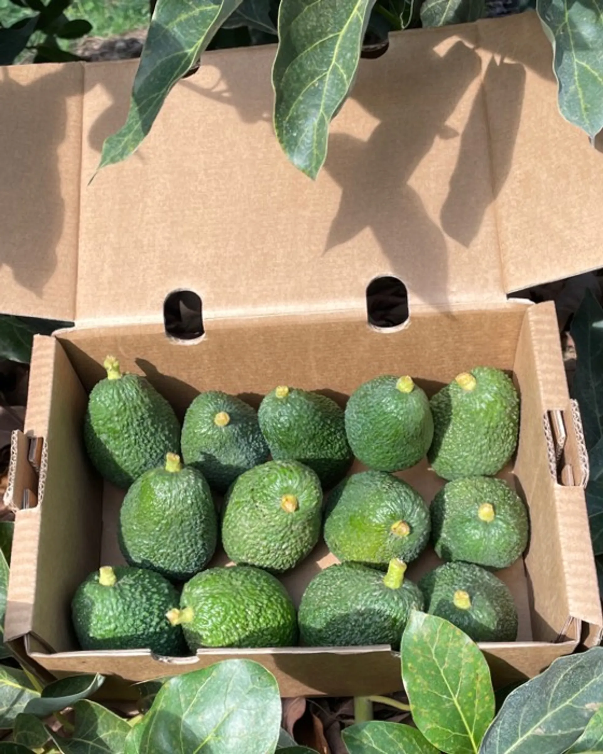 Theprivateavocado: From Farm To Table - jm9kvww
