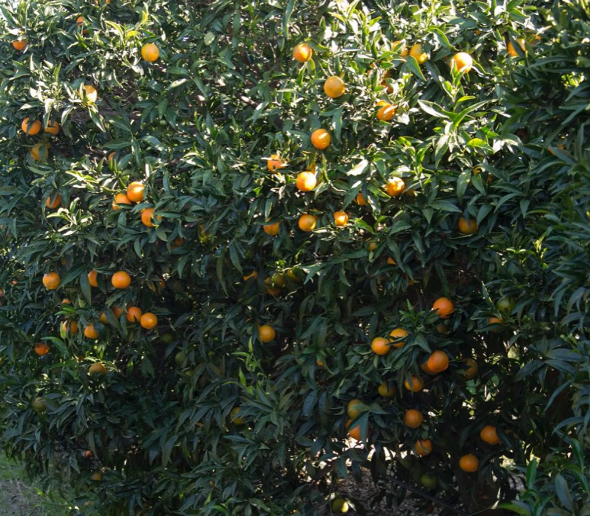 Regenerative BioClementinen und BioBergamotten von Azienda Agricola