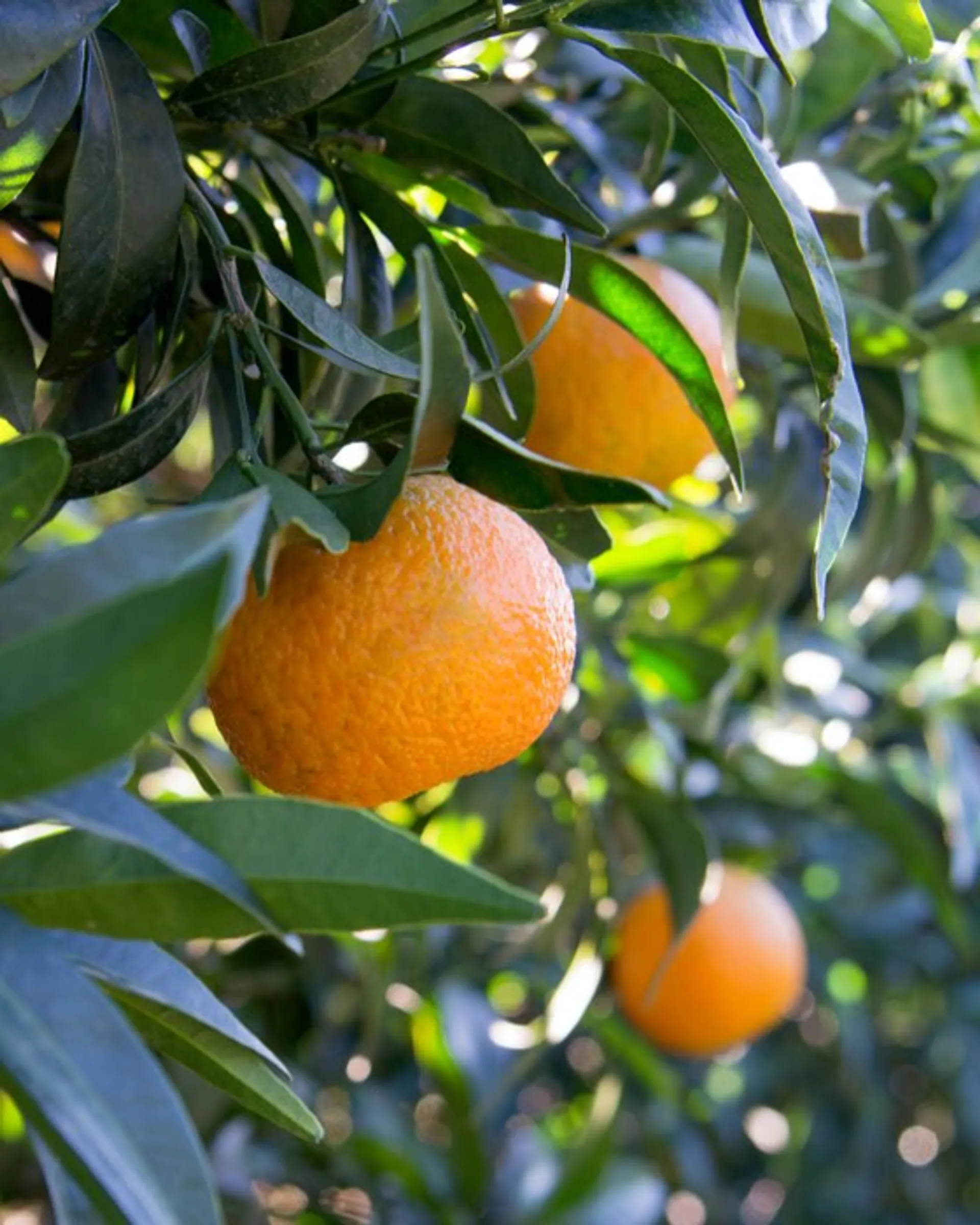 Regenerative Bio-Clementinen und Bio-Bergamotten von Azienda Agricola ...