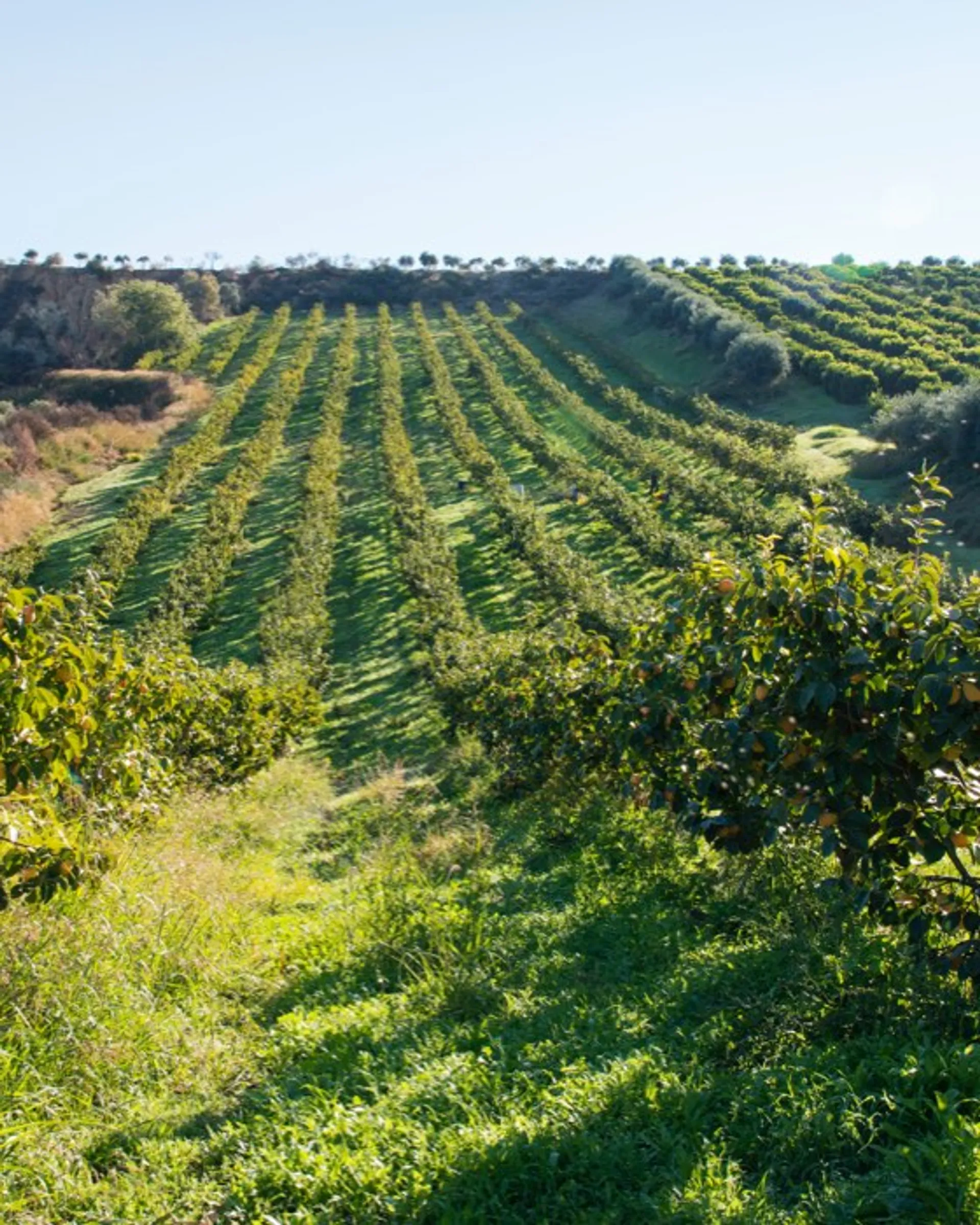 Regenerative Bio-Clementinen und Bio-Bergamotten von Azienda Agricola ...