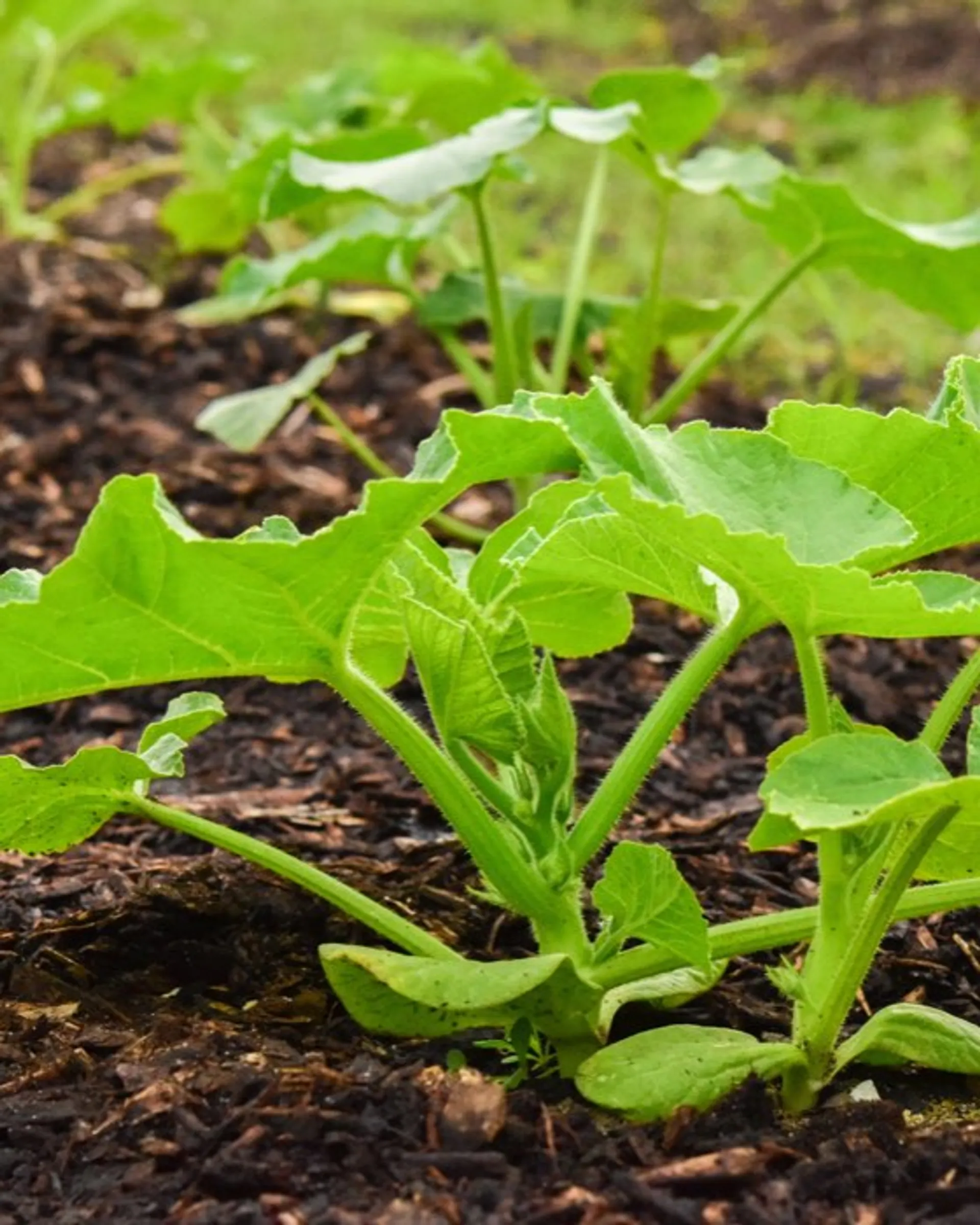 Нужно ли сажать тыкву на рассаду