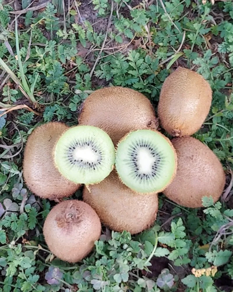 Kiwis from Moulin des Cabanes, France | CrowdFarming: farm fresh fruits and  vegetables to your doorstep, image size:800x1000