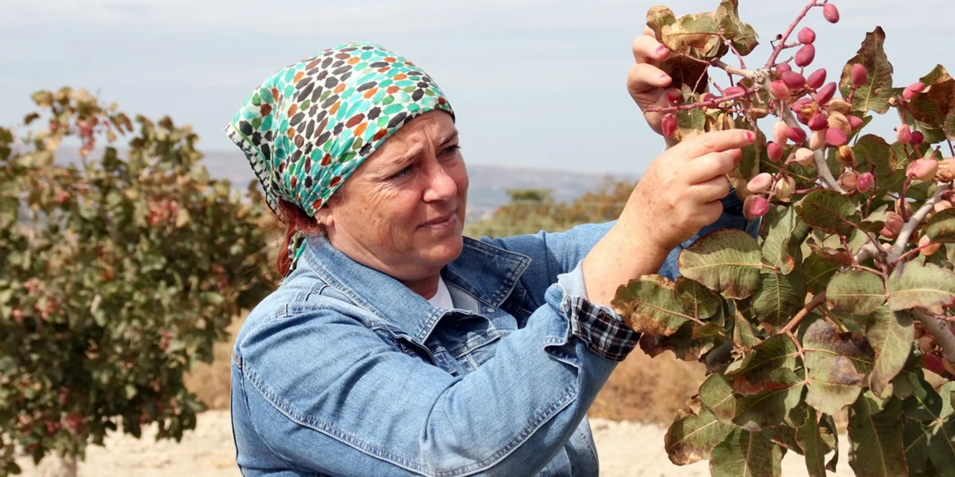 Organic regenerative pistachios from AlVelAl, Spain | CrowdFarming ...