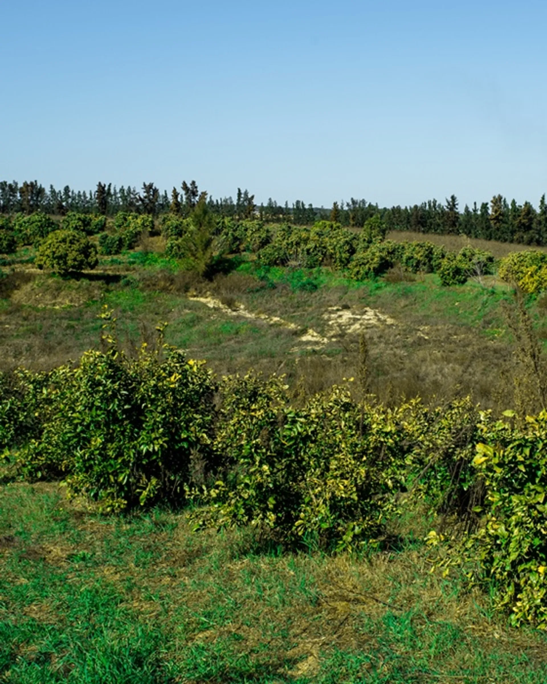 Demeter BioOrangen und Demeter BioGrapefruits von Finca JelanisolMontebello, Spanien Demeter BioOrangen und Demeter BioGrapefruits von Finca JelanisolMontebello, Spanien