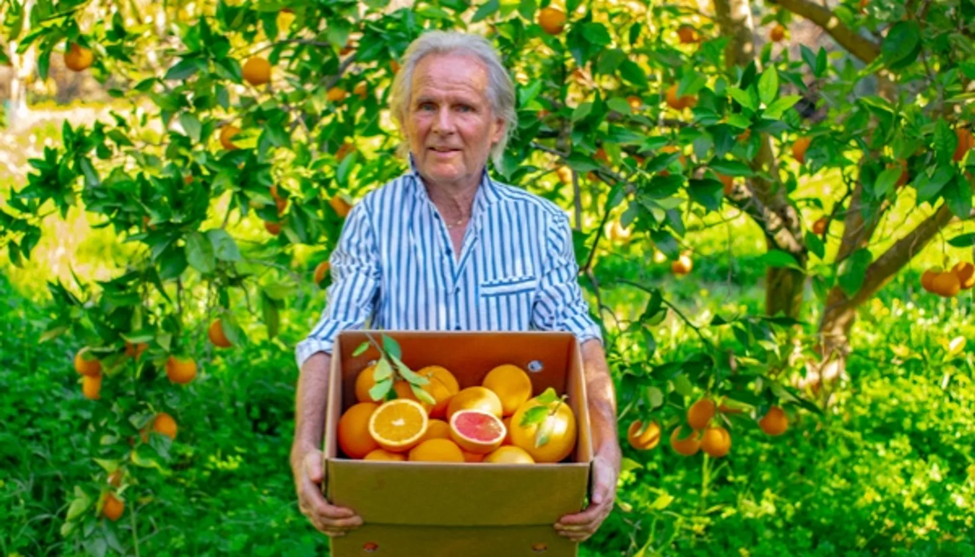Erntefrische Zitrusfrüchte direkt vom Feld