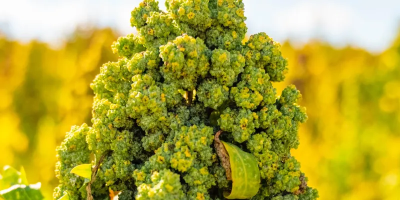 jeune plant de quinoa