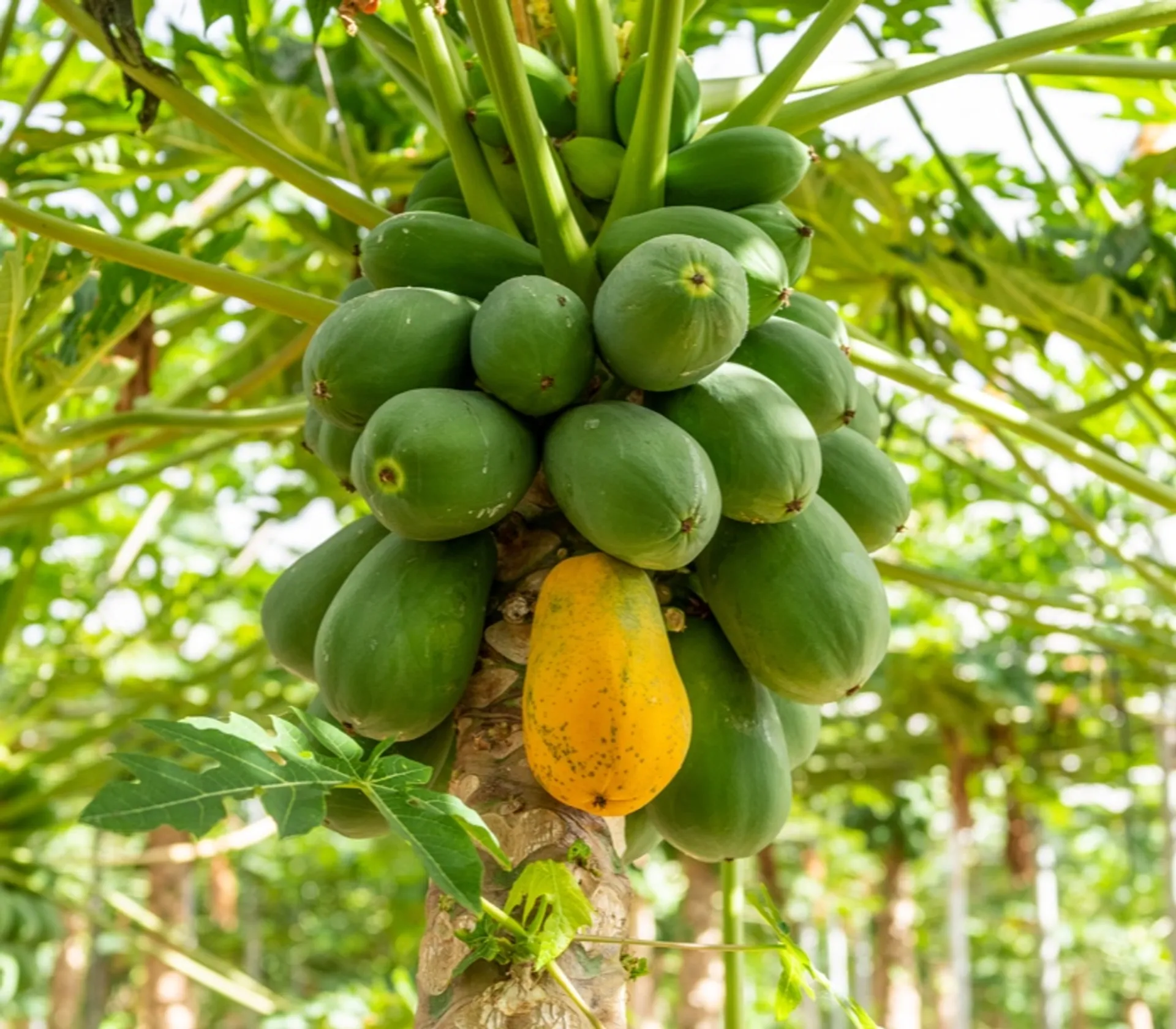 Organic papayas from Huerto Los Montieles, Spain CrowdFarming adopt a papaya plant