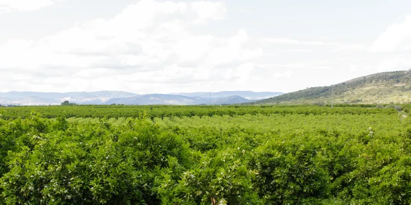 Apelsiner från Jardín del Gordo, Spanien | CrowdFarming: adoptera ett  apelsinträd