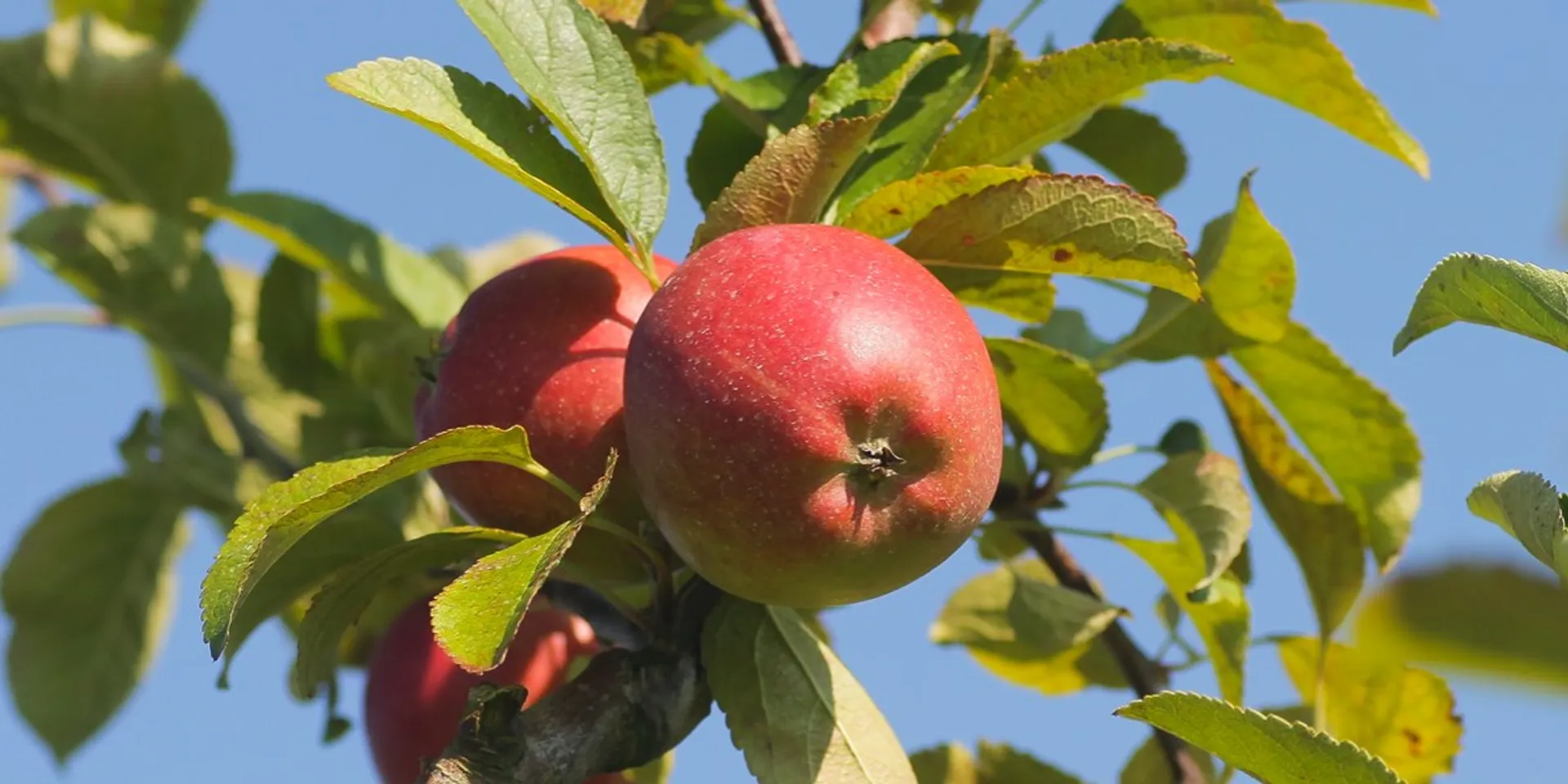 Braeburn Demeter Bio Pfel Von Bio Obsthof Lefers Deutschland