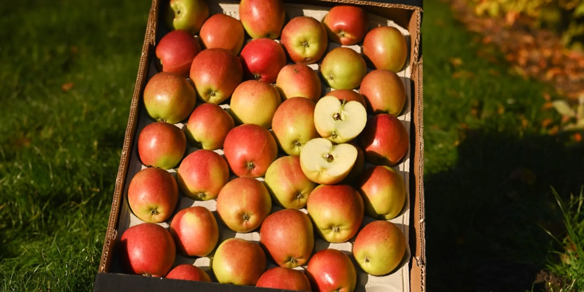 Braeburn Demeter Bio Pfel Von Bio Obsthof Lefers Deutschland