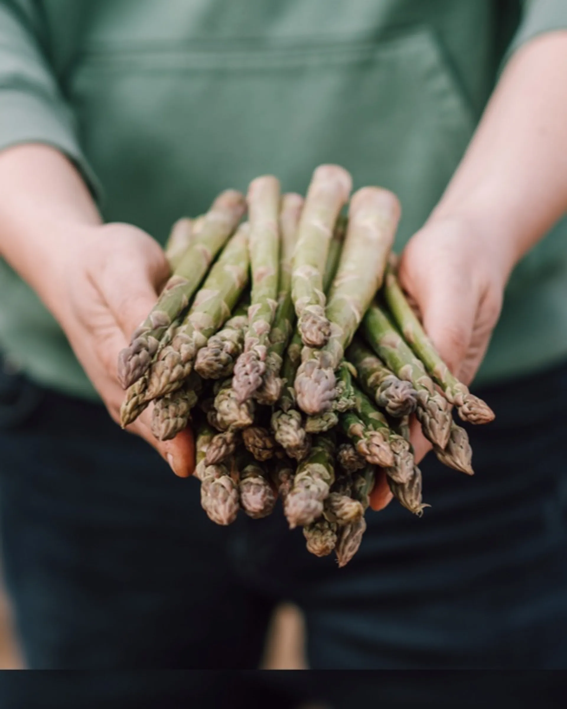 Grüner Bioland BioSpargel von Biohof Wencker, DeutschlandCrowdFarming