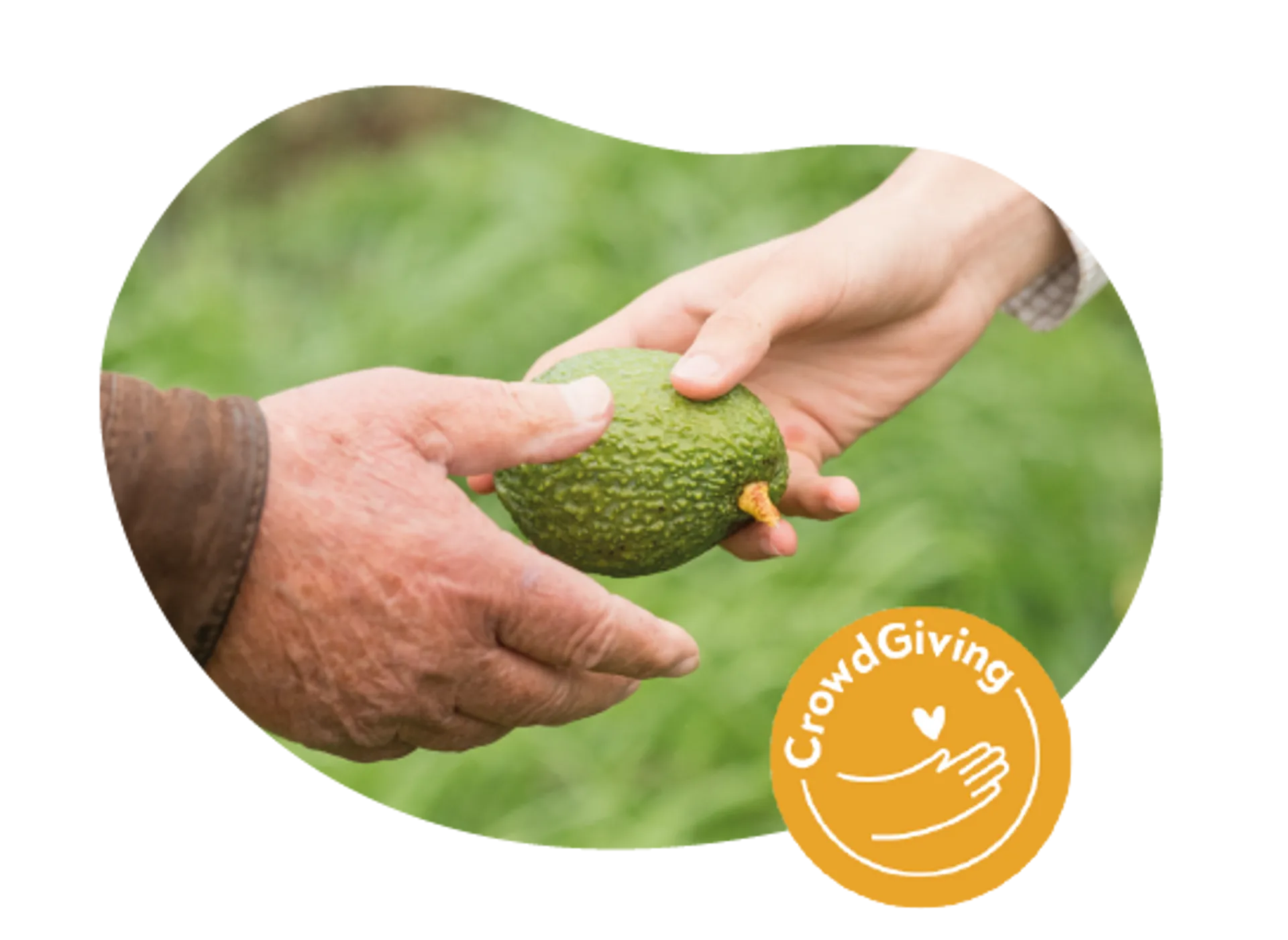 Donate fresh food to European NGOs