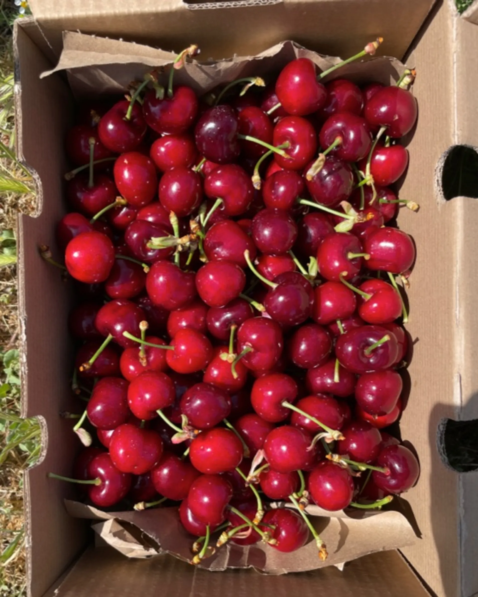 Organic cherries from Finca Fonollars, Spain CrowdFarming farm fresh
