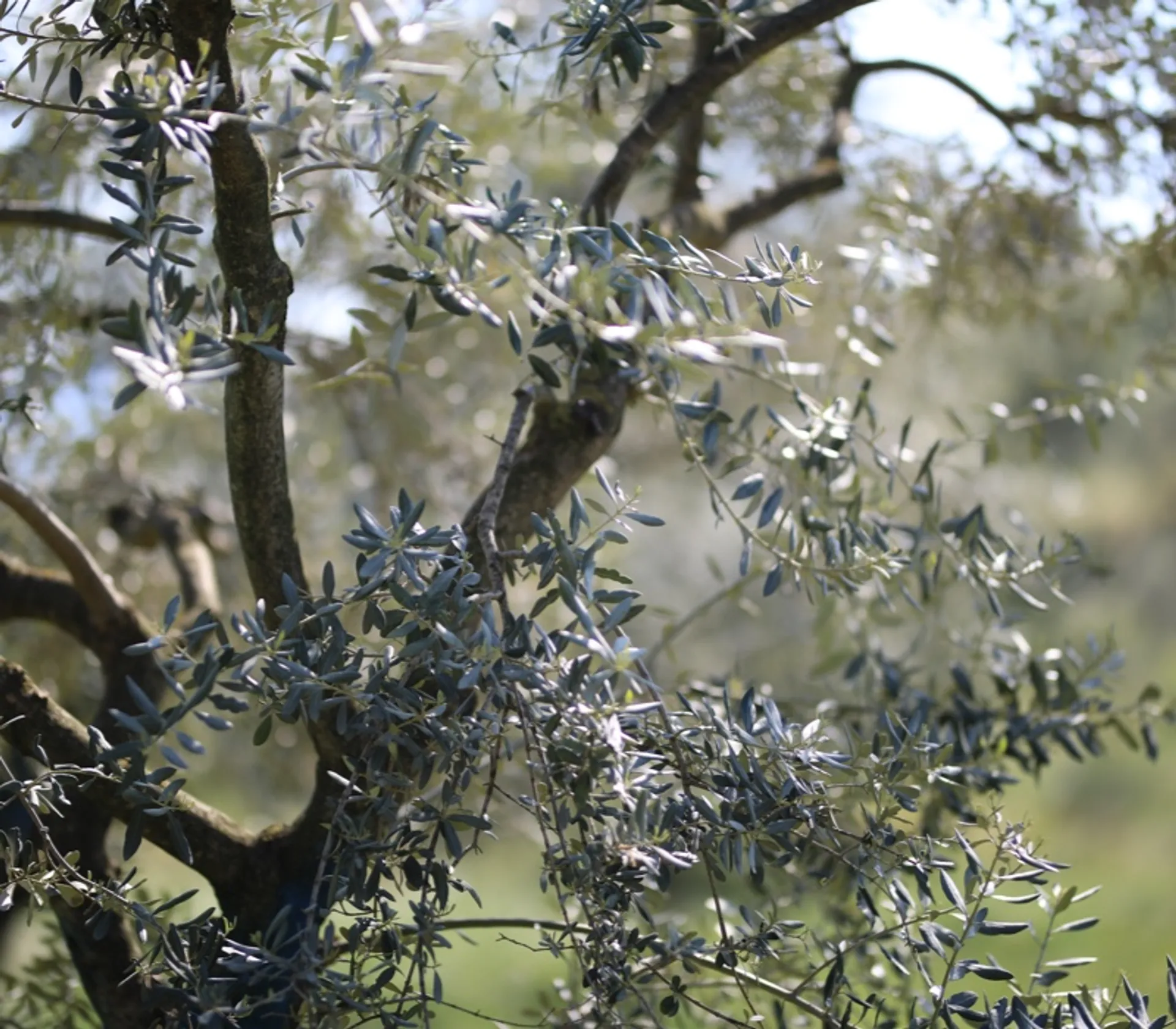 Einen Baum adoptieren und Ernte erhalten | CrowdFarming