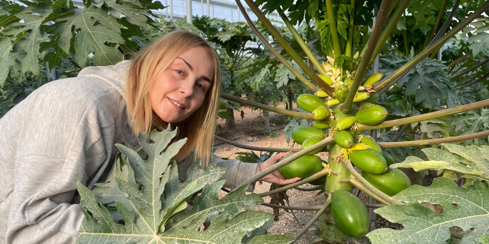 Papayas and dragon fruits from Alhambra Tropical, Spain CrowdFarming