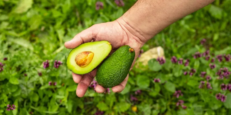 Spain's Failing Avocado Harvest Is a Warning for the Rest of the World's  Supply