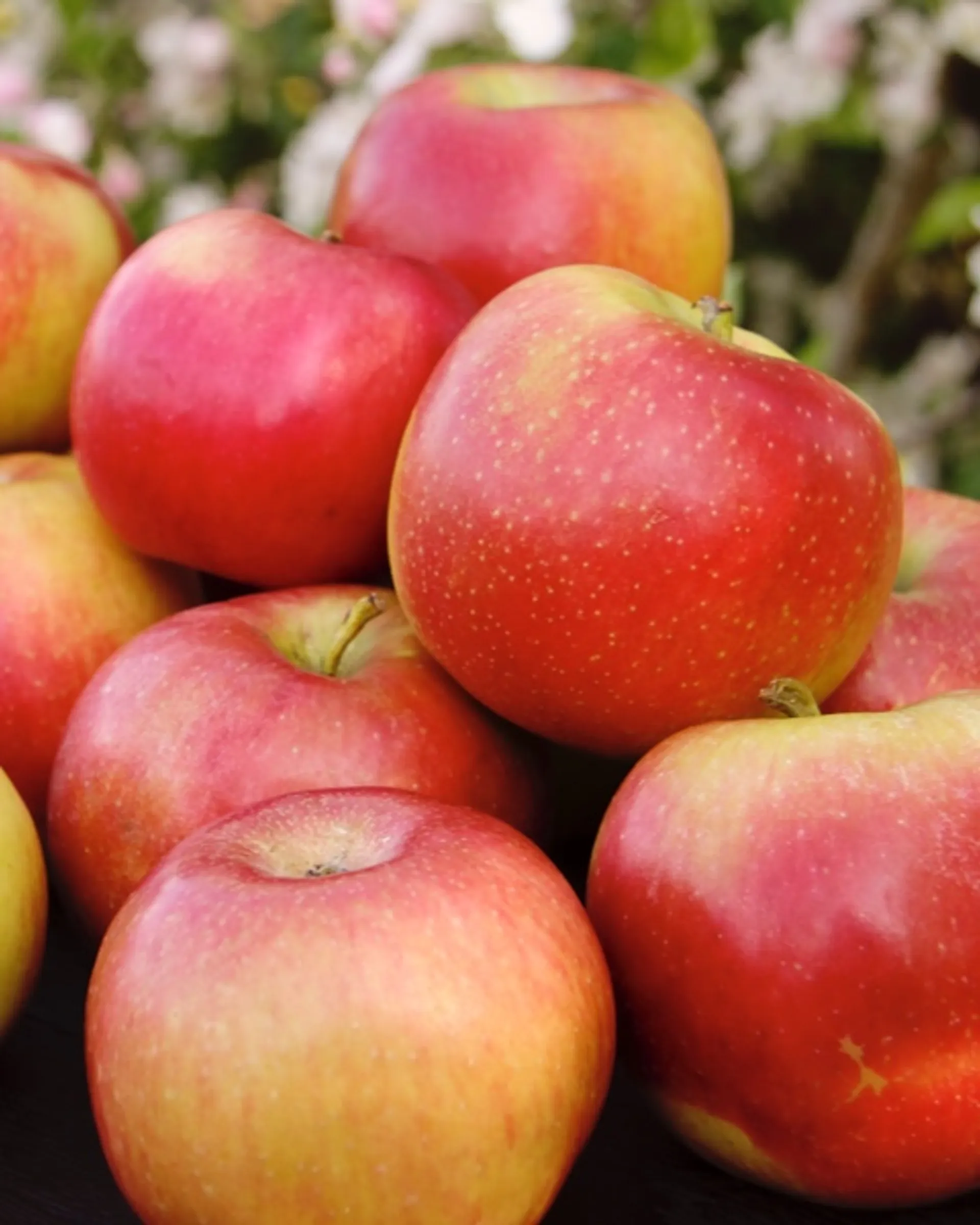 naturland-organic-jonagold-apples-from-biohof-bentelson-germany