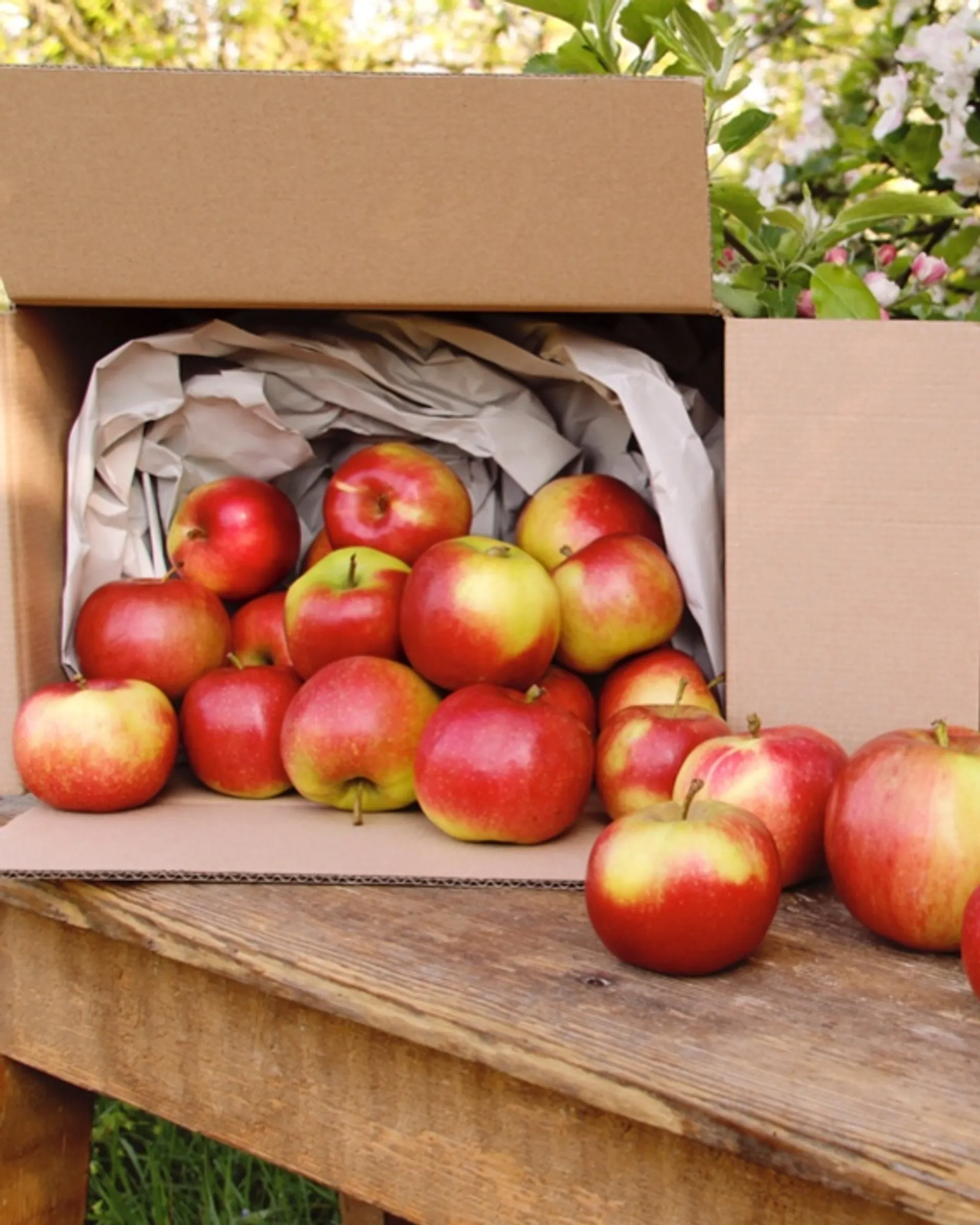 Naturland organic Jonagold apples from Biohof Bentelson, Germany