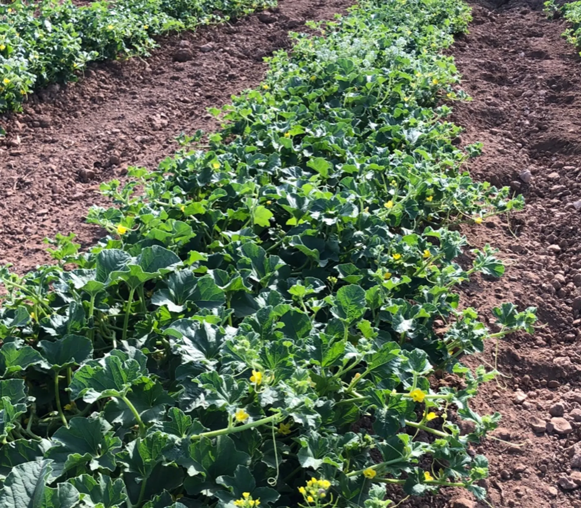 Regenerative organic Galia melon from Biosócrates, Spain CrowdFarming