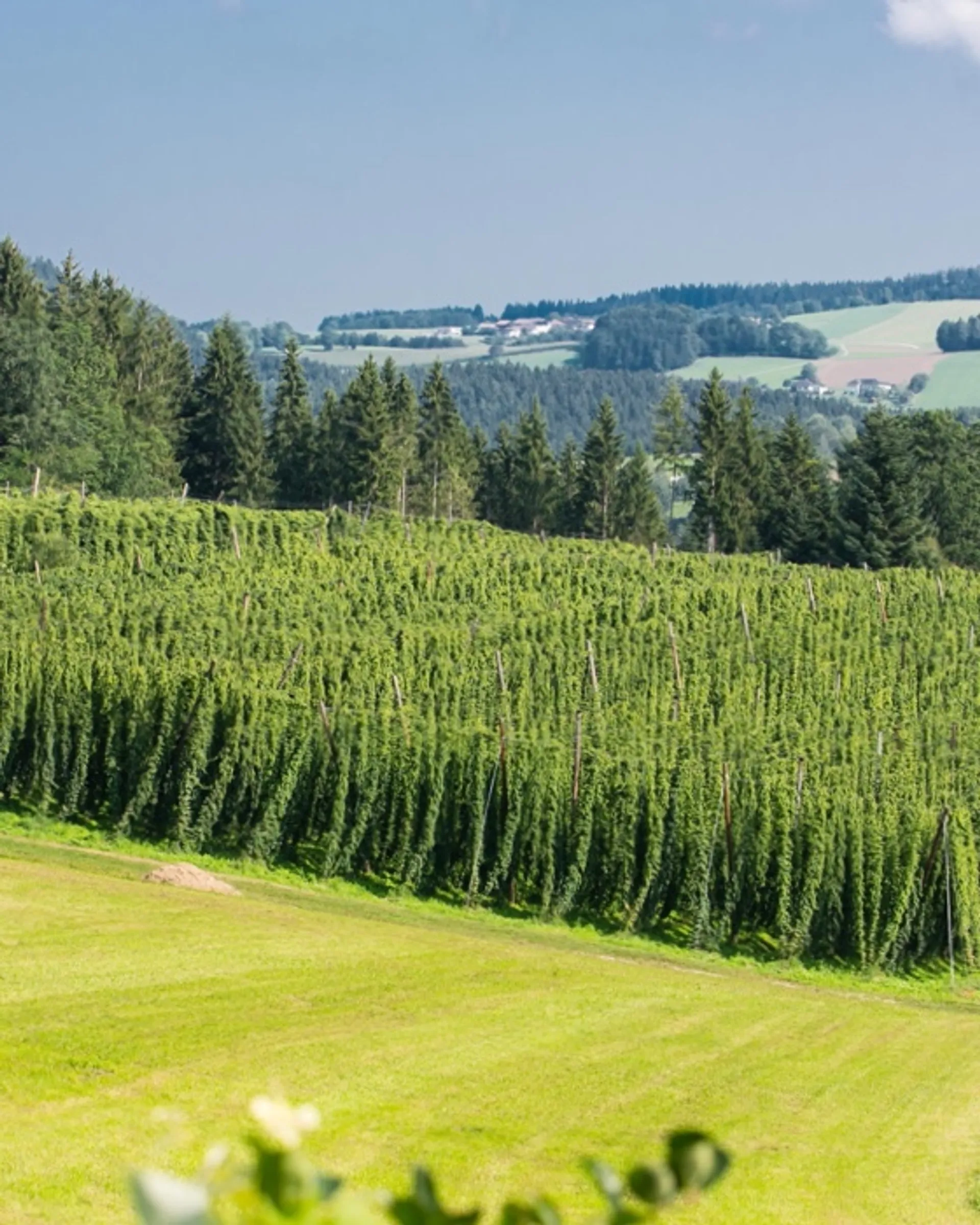 Slow food organic beer de Westwind Brauerei, Austria | CrowdFarming