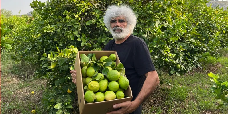 Limoni di Sicilia BIO - Limoni siciliani certificati - Primofiore,  Bianchetto e Verdello - 750gr - Sicily Fruit