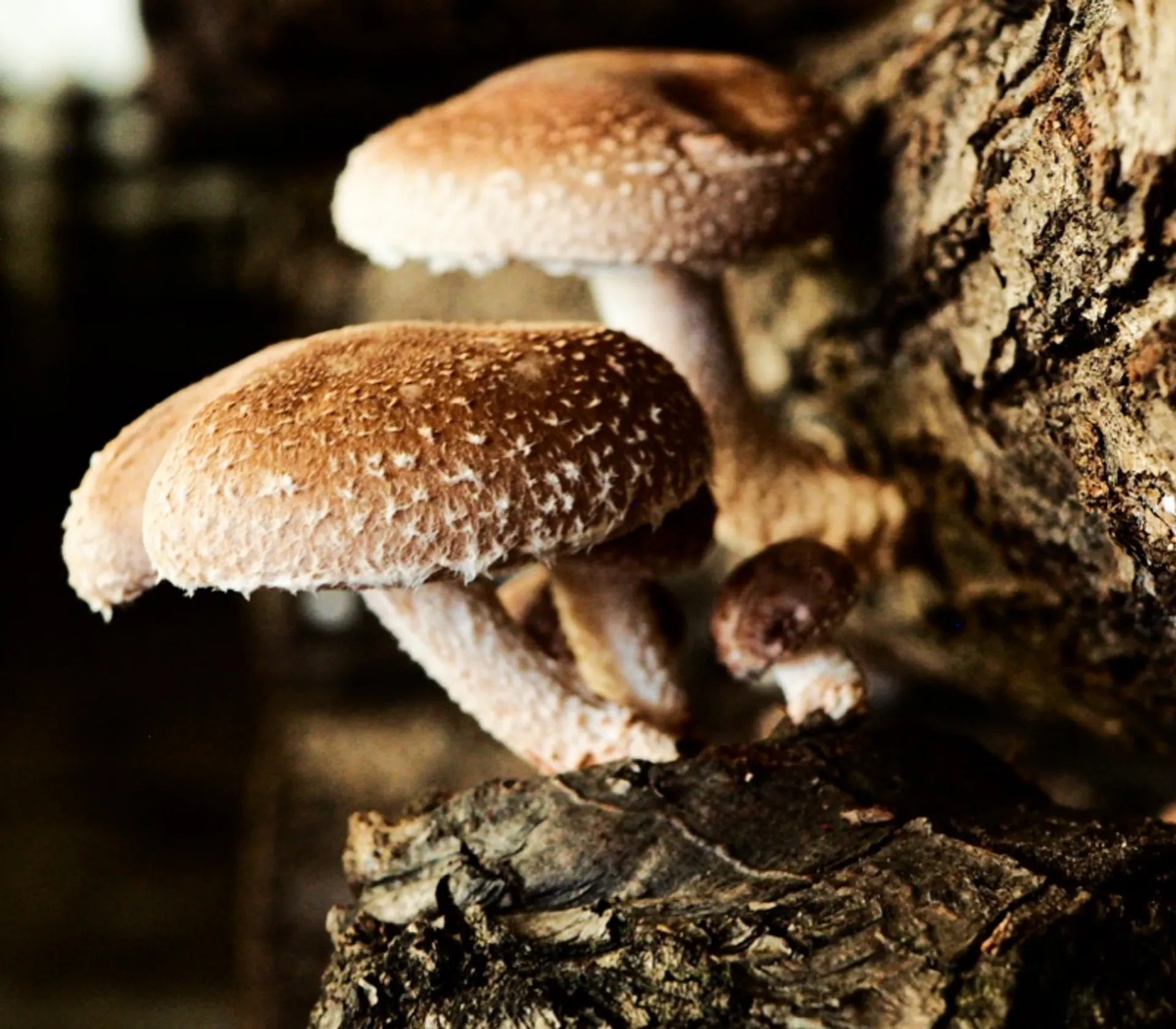 Fresh organic shiitake de True Shiitake, République Tchèque ...