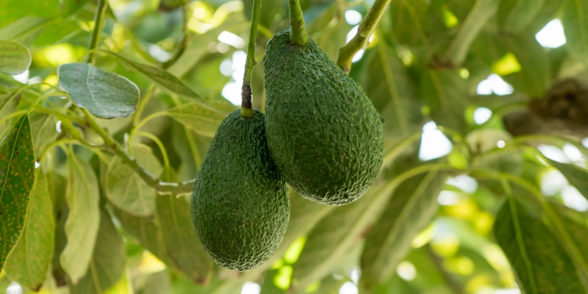 Organic regenerative hass mini avocados from La Reala, Spain ...