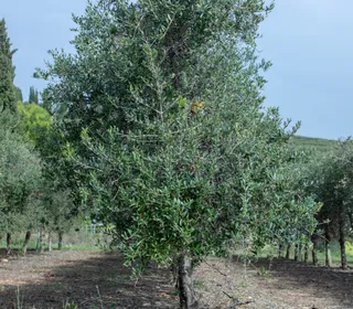Bio-Extra natives Olivenl von Finca Bardomus | CrowdFarming