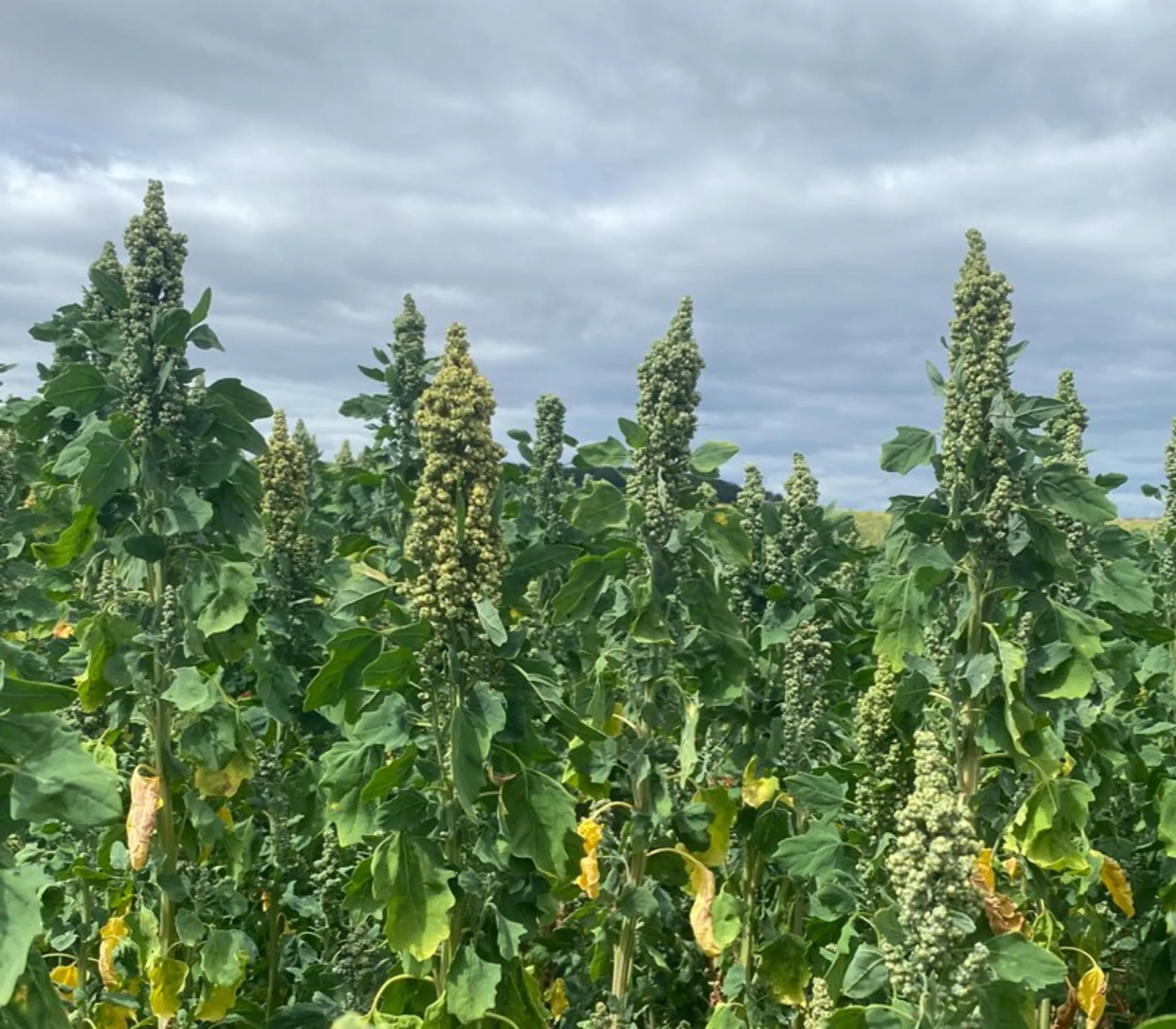 jeune plant de quinoa