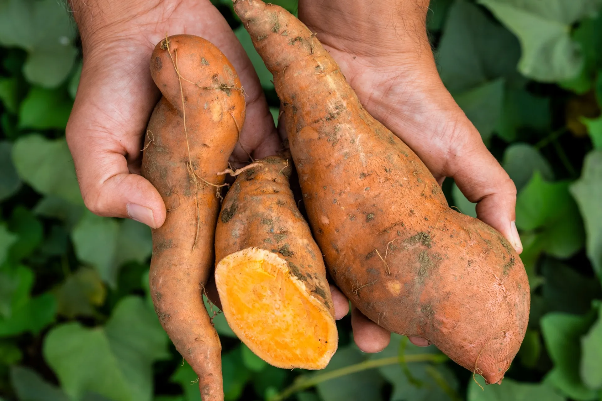 Organic Sweet Potatoes Di Finca Ariza Spagna CrowdFarming Frutta E 
