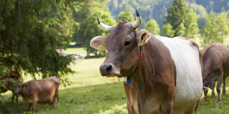 Metall-Kuh auf der Weide, Deutschland, Bayern, Allgaeu, Oberstdorf