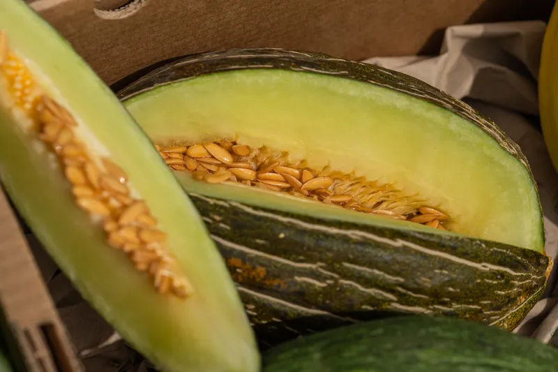 Regenerative organic melon Piel de sapo and Canary yellow melons from