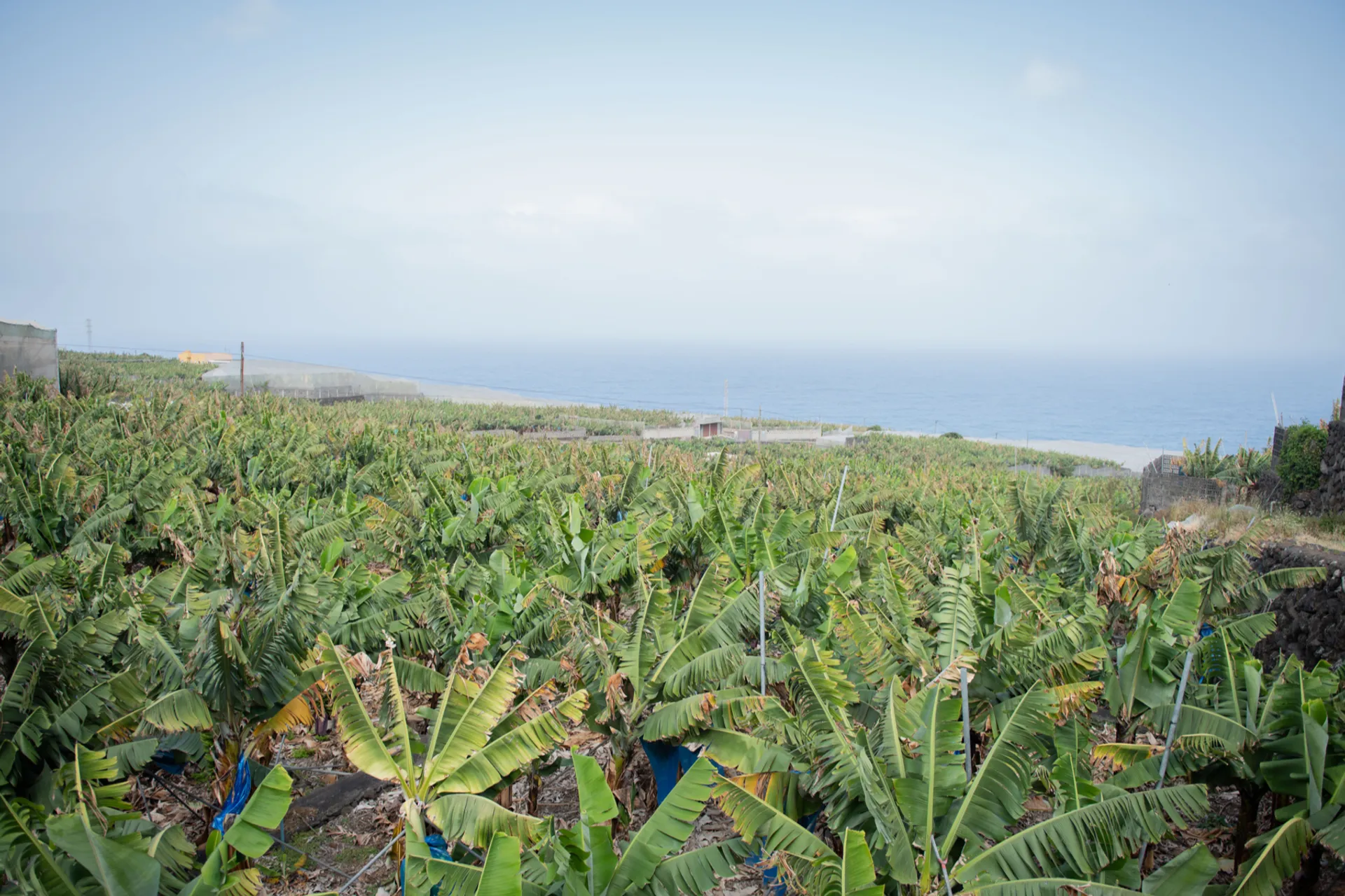 Canary Bananas – Fresh Organic