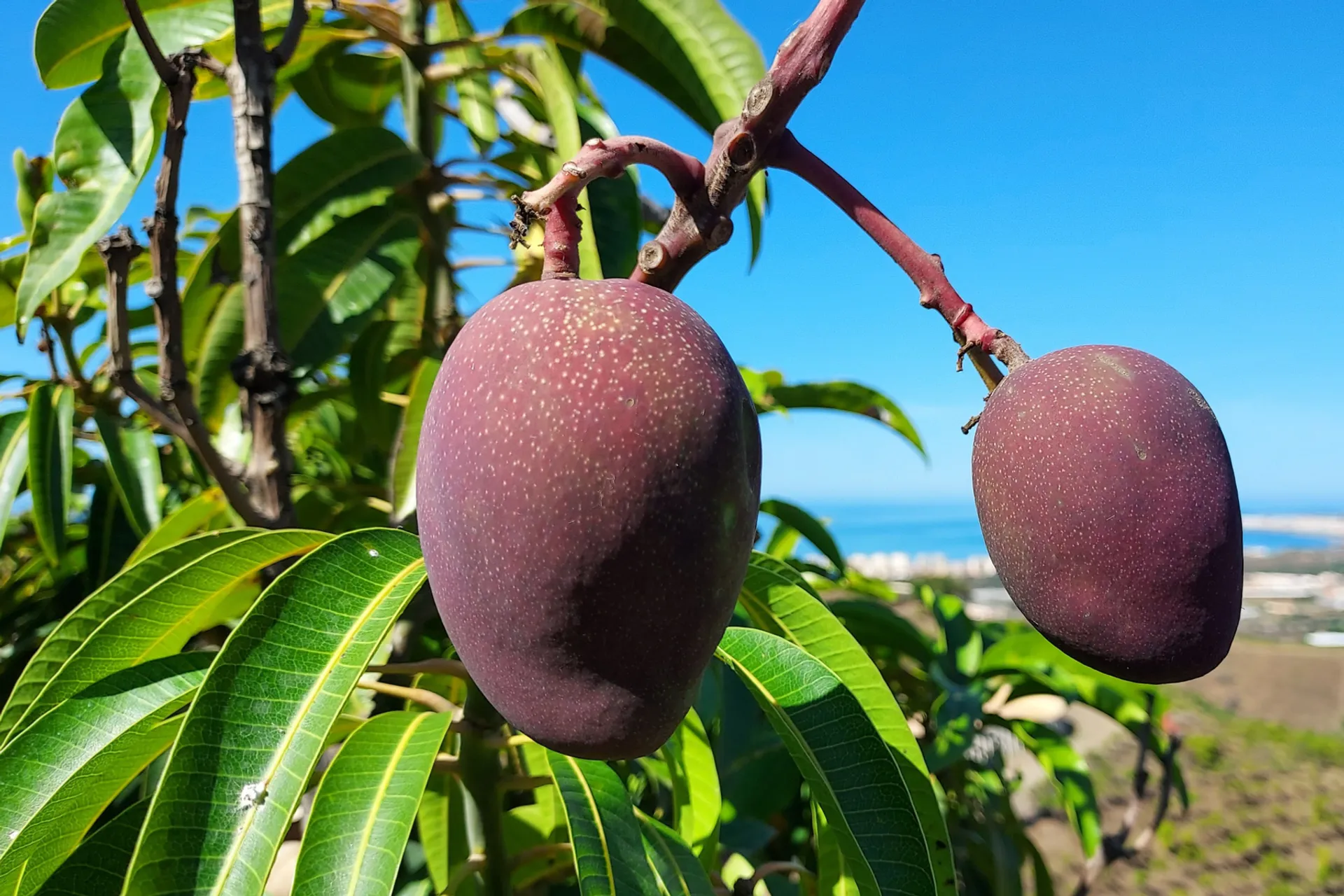 organic-multivariety-mangoes-from-rancho-oriental-spain-crowdfarming