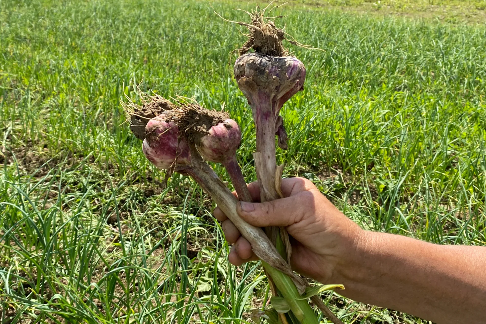 Regenerativer Bio-Knoblauchzopf von Venets, BulgarienCrowdFarming:  Saisonale Lebensmittel direkt zu dir nach Hause