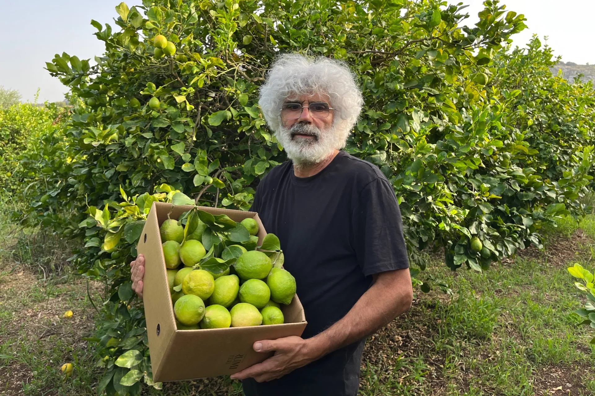 organic-verdello-femminello-siracusano-lemons-from-bio-agrumi-monasteri