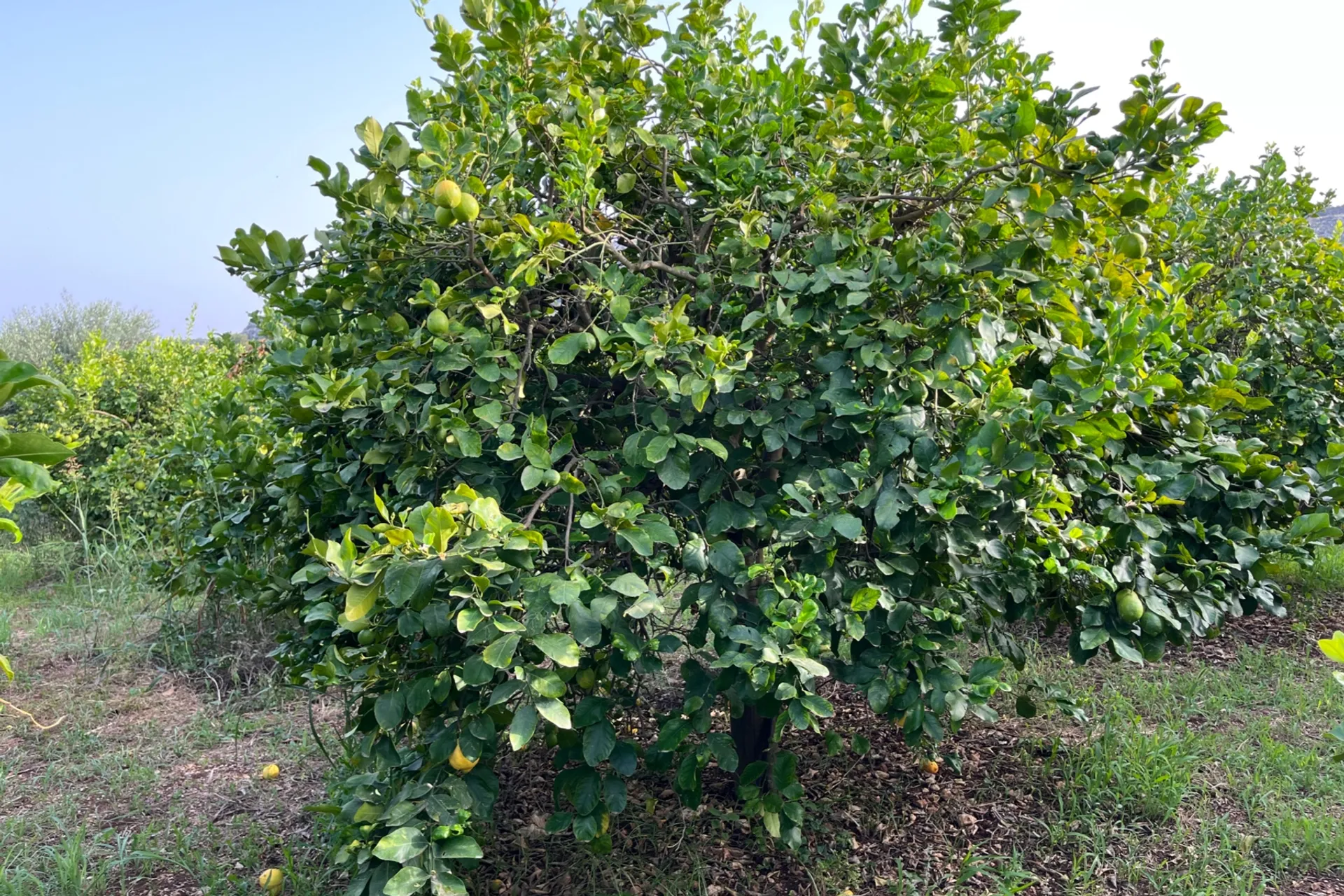 BioVerdello Femminello Siracusano Zitronen von Bio Agrumi Monasteri