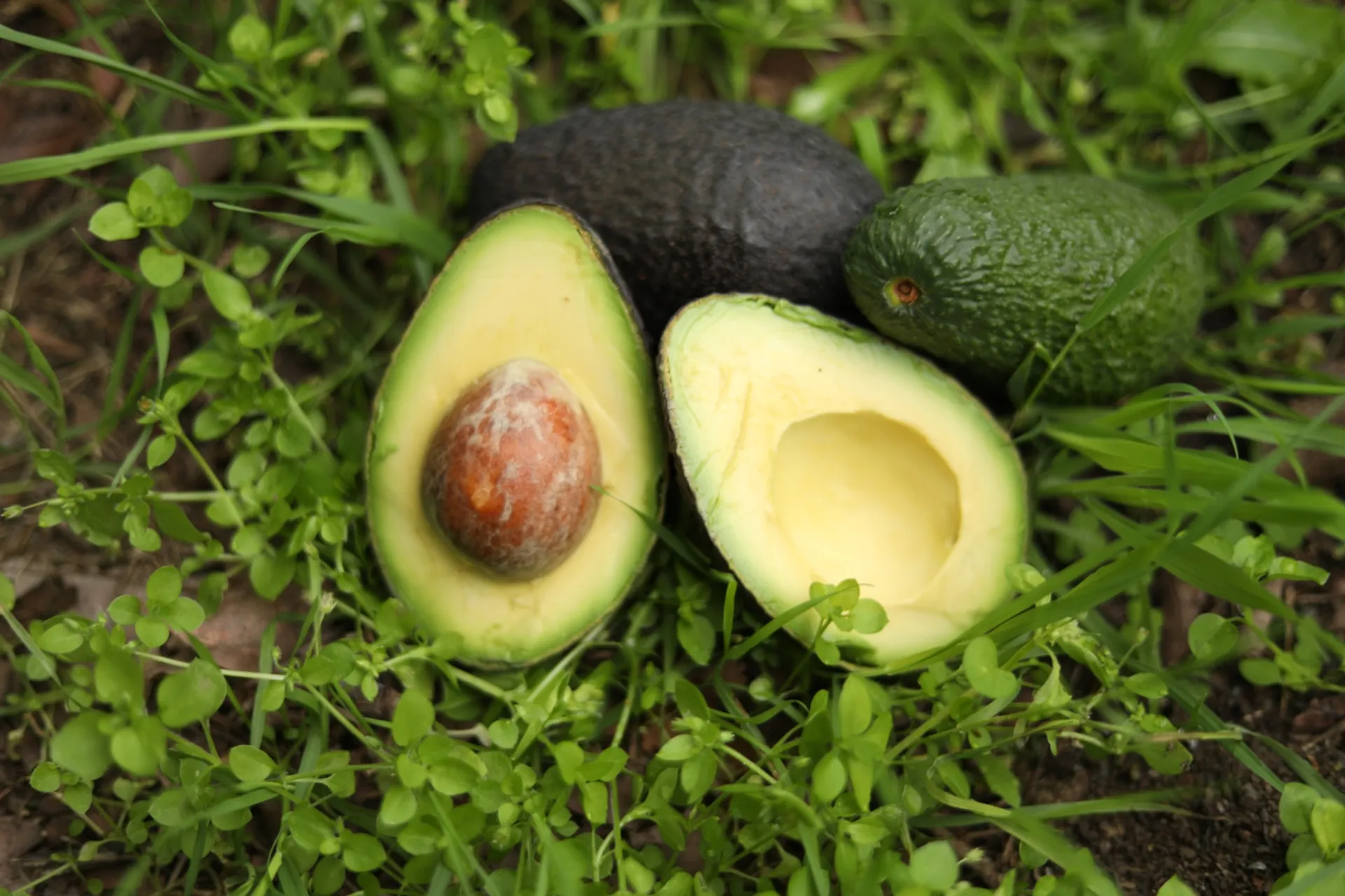 Achetez en gros Prix Usine En Plastique Cuisine Légumes