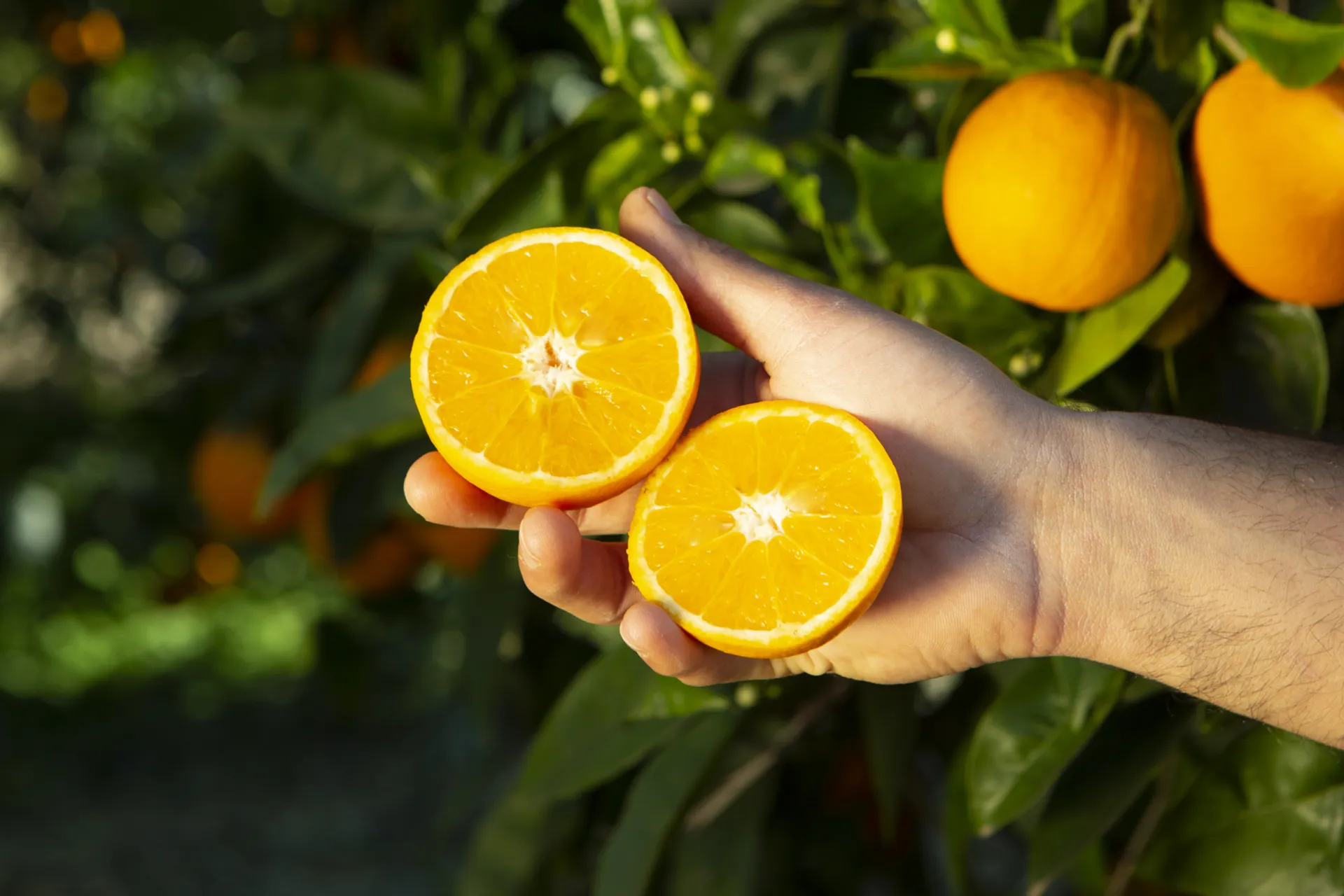 Frische Bio Orangen aus Kreta, Griechenland