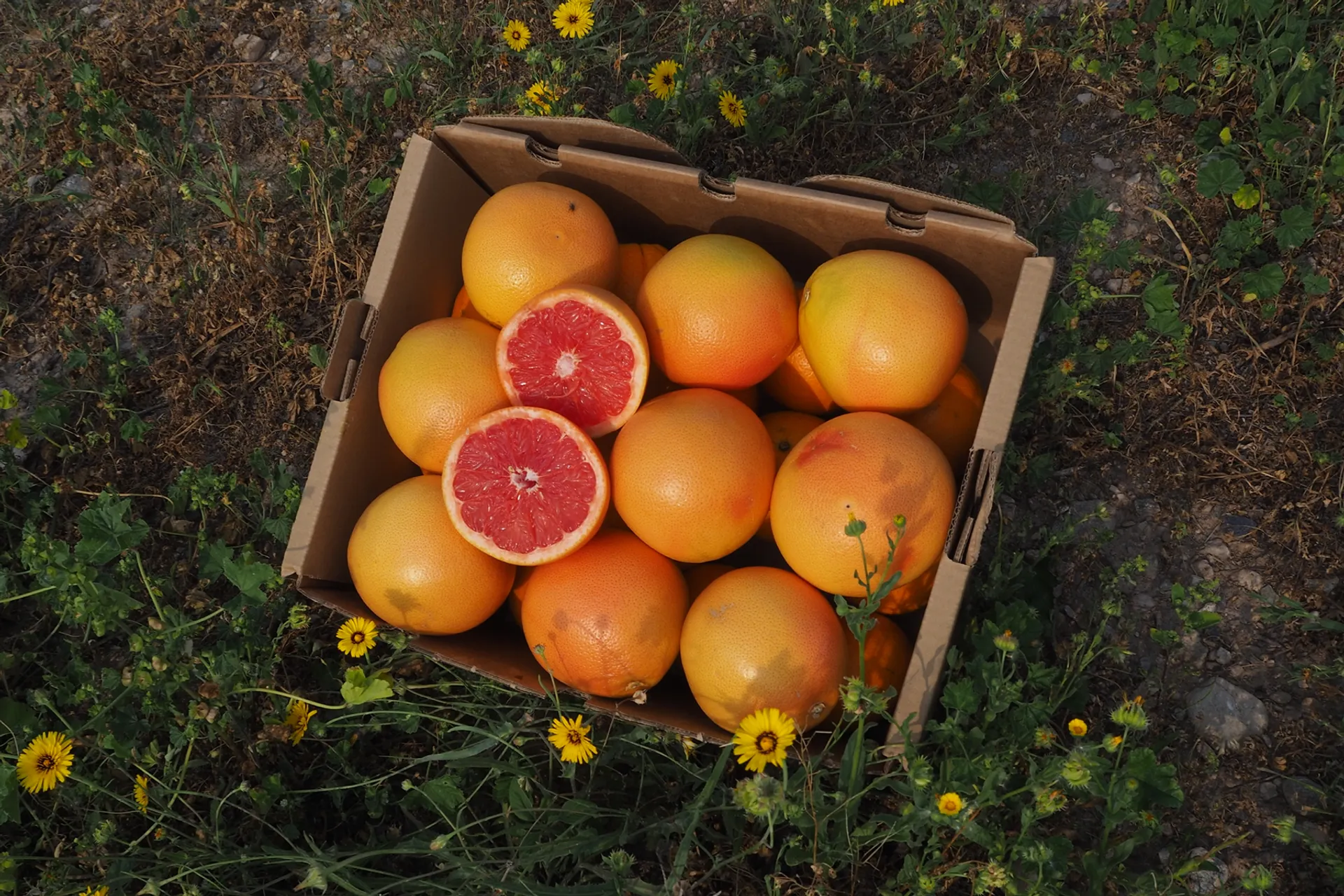 Organic grapefruit from Romal, Spain CrowdFarming farm fresh fruits