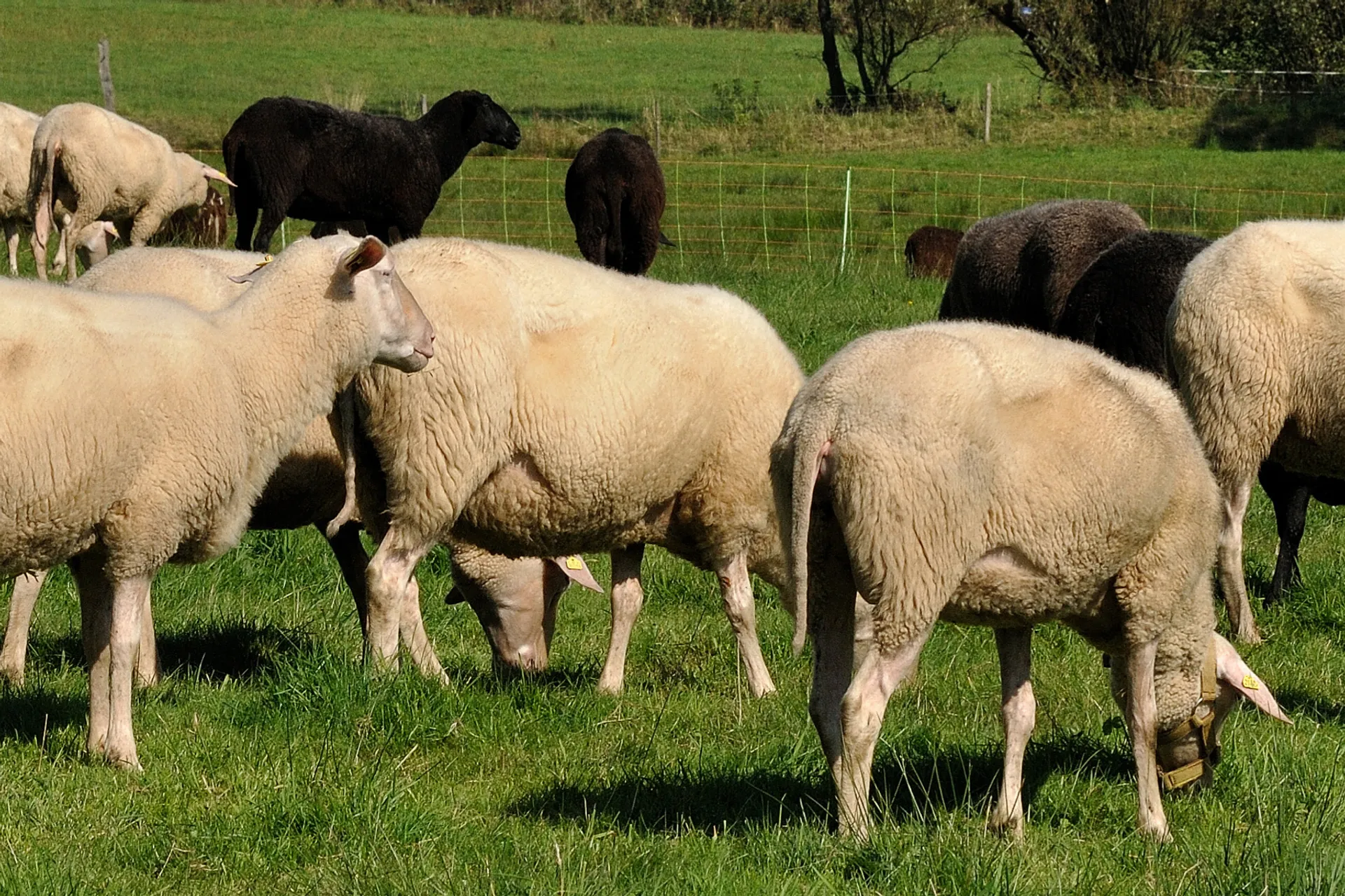 Schafs-und Ziegenweichkäse von Edelkäserei Kalteiche, Deutschland ...